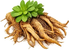 Rhodiola rosea dans Aurivit